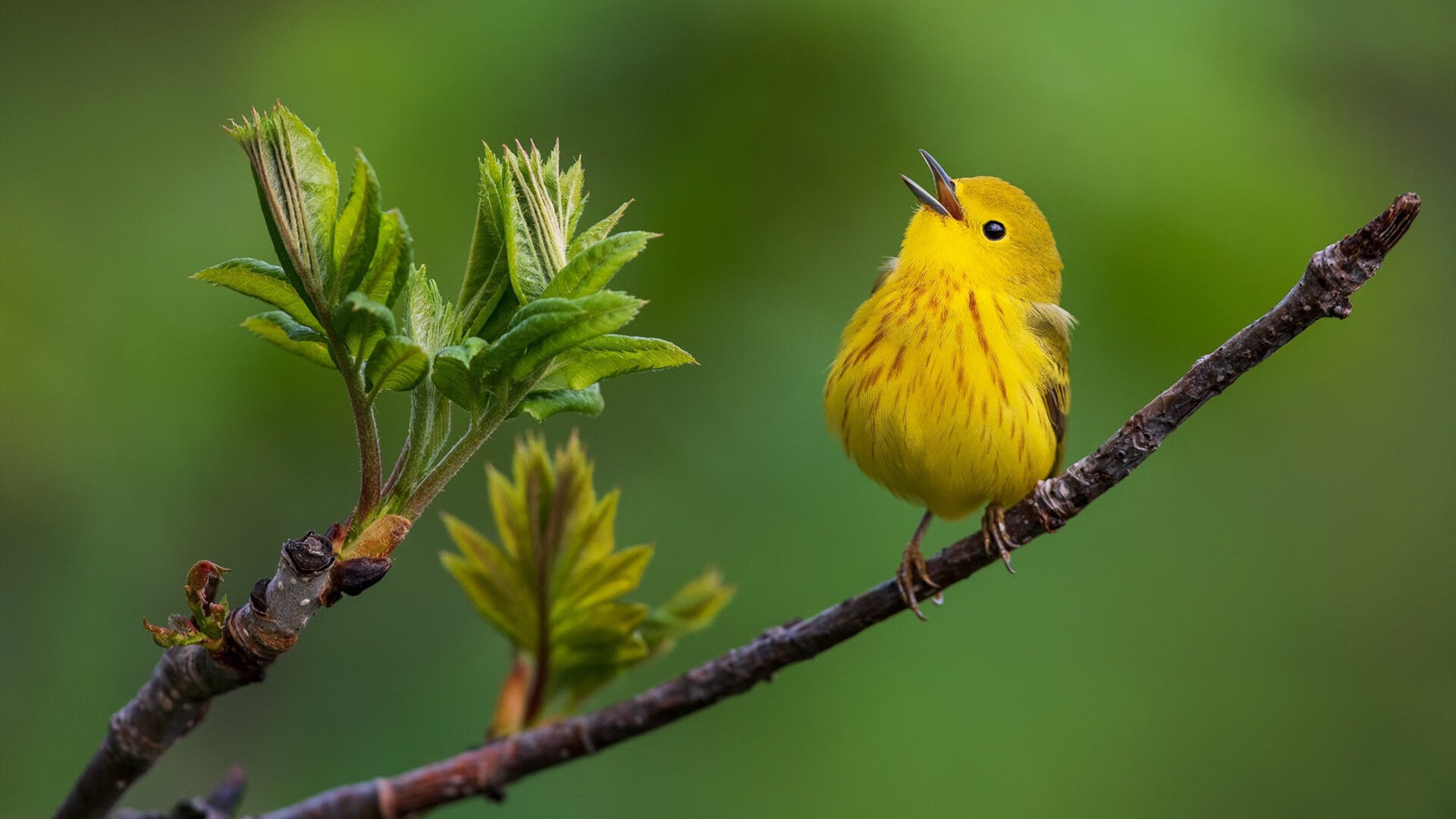 主场优势是否仍是胜负关键，为什么说主场有优势